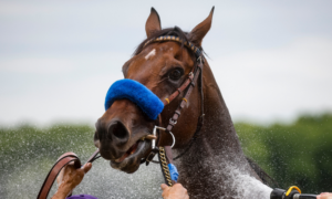 Flightline Breeders' Cup