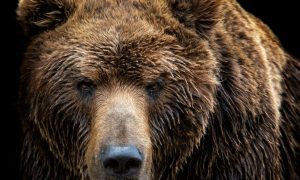 A brown bear's face signifying the new poker room at Bear River Casino